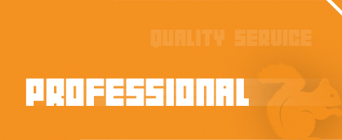 Orange Squirrel Web Design